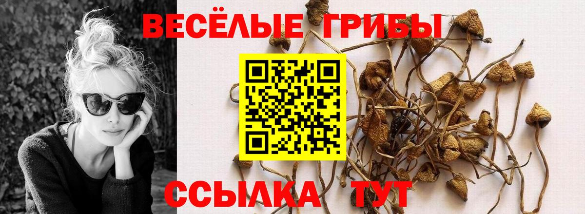 Псилоцибиновые грибы Psilocybe Ирбит